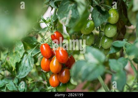 primo piano di un mazzo di pomodori rom maturi appesi su una vite Foto Stock