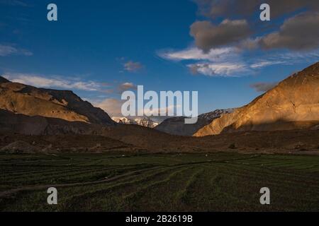 Agricoltura A Mane Village, Valle Di Spiti, Himachal Pradesh. Foto Stock