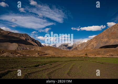 Agricoltura A Mane Village, Valle Di Spiti, Himachal Pradesh. Foto Stock