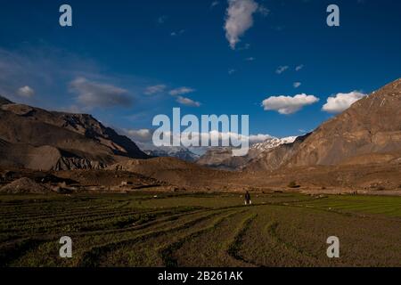 Agricoltura A Mane Village, Valle Di Spiti, Himachal Pradesh. Foto Stock