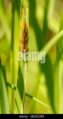 insetto marrone nascondendo su erba lama, selvaggio Foto Stock