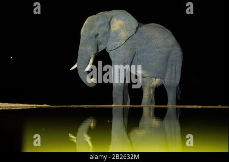 Elefante africano bevendo di notte, Loxodonta africana afrugana africana, Welgevonden Game Reserve, Sud Africa