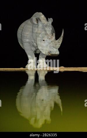 Rinoceronte bianco che beve di notte, simum di Ceratotherium, Riserva di gioco di Welgevonden, Sudafrica Foto Stock