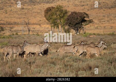 Femmine kudus maggiore, Tragelaphus strepsiceros, Welgevonden Game Reserve, Sudafrica Foto Stock