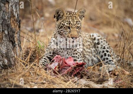 Cucciolo di leopardo che alimenta un uccisione, Panthera pardus, MalaMala Game Reserve, Sudafrica Foto Stock