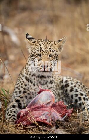 Cucciolo di leopardo che alimenta un uccisione, Panthera pardus, MalaMala Game Reserve, Sudafrica Foto Stock