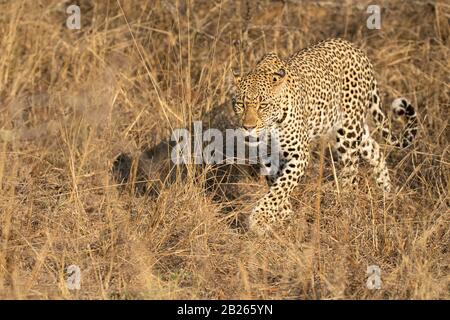 Leopard, Panthera Pardus, Malamala Game Reserve, Sudafrica Foto Stock