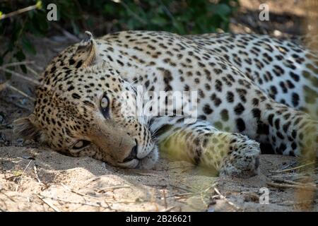 Leopard, Panthera Pardus, Malamala Game Reserve, Sudafrica Foto Stock