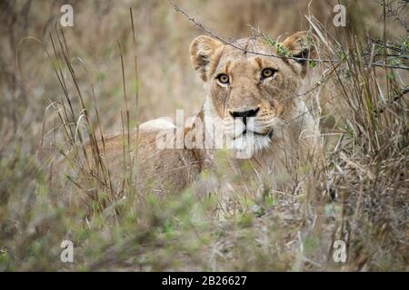 Leone, Panthera Leo, Malamala Game Reserve, Sudafrica Foto Stock