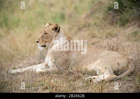 Leone, Panthera Leo, Malamala Game Reserve, Sudafrica Foto Stock