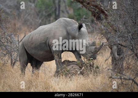 Rinoceronte bianco, simum di Ceratotherium, Riserva di gioco di MalaMala, Sudafrica Foto Stock