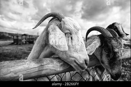 Pecore in fattoria, animali erbivori, parco naturale Foto Stock
