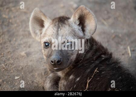 Avvistato hyena cucciolo, Crocuta crocuta, Kruger National Park, Sud Africa Foto Stock