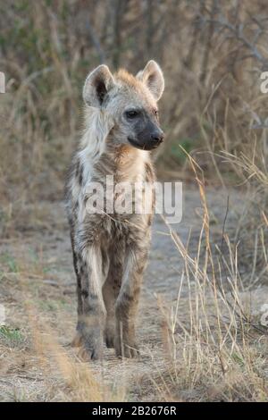 Avvistato hyena cucciolo, Crocuta crocuta, Kruger National Park, Sud Africa Foto Stock