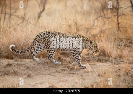 Leopardo, Panthera Pardus, Klaserie Private Nature Reserve, Sudafrica Foto Stock