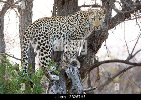 Leopardo, Panthera Pardus, Klaserie Private Nature Reserve, Sudafrica Foto Stock