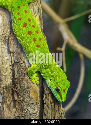 ritratto di verde gecko lucertola sul gambo testa giù, in zoo Foto Stock