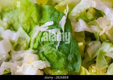 Lattuga romaine a fette. Primo piano di foglie di lattuga verdi, gialle e bianche. Extra per cena. Foto Stock