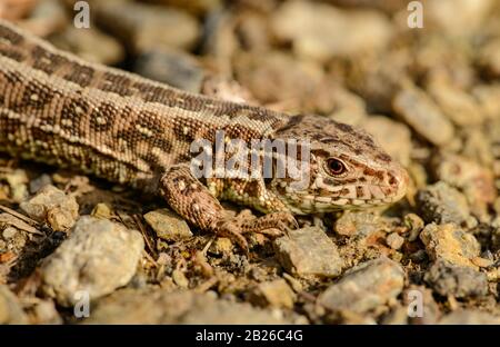 ritratto di piccola lucertola marrone su terreno ghiaioso, selvaggio Foto Stock