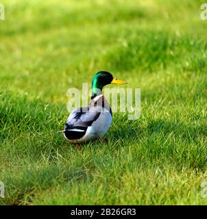 Mallard Duck & drake invadono un bel verde al Dawlish Warren Golf Club Foto Stock