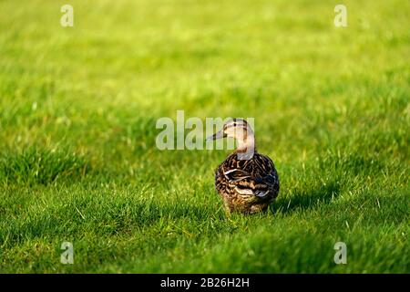 Mallard Duck & drake invadono un bel verde al Dawlish Warren Golf Club Foto Stock