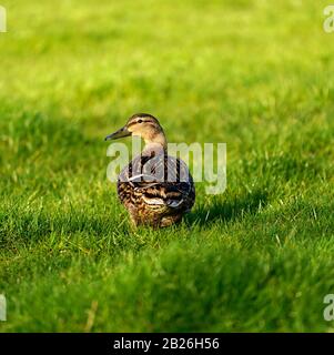 Mallard Duck & drake invadono un bel verde al Dawlish Warren Golf Club Foto Stock