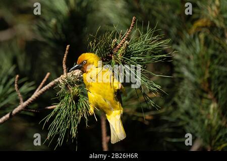 Cape Weaver costruire un nido, Ploceus capensis, Oxbow, Lesotho Foto Stock