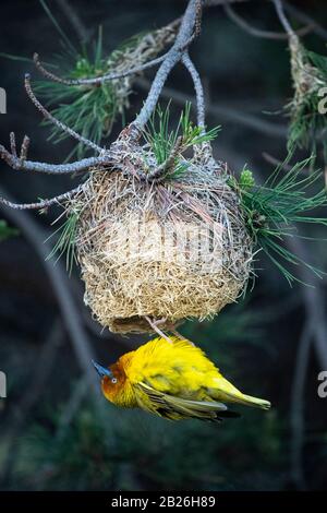 Cape Weaver costruire un nido, Ploceus capensis, Oxbow, Lesotho Foto Stock