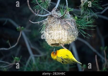 Cape Weaver costruire un nido, Ploceus capensis, Oxbow, Lesotho Foto Stock