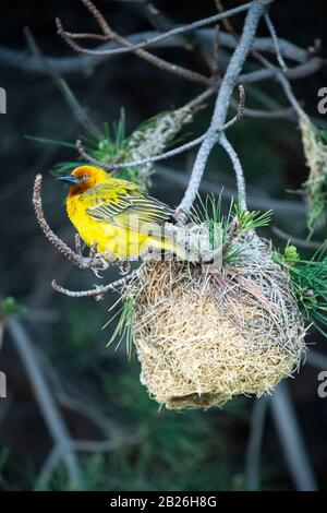 Cape Weaver costruire un nido, Ploceus capensis, Oxbow, Lesotho Foto Stock