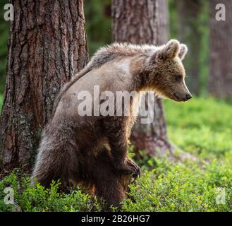 Cub di orso bruno in estate foresta. Habitat naturale. Nome scientifico: Ursus arctos. Foto Stock