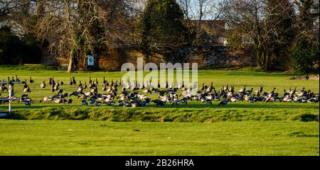 Brent Geese invading buco 6 al Dawlish Warren Golf Club Foto Stock