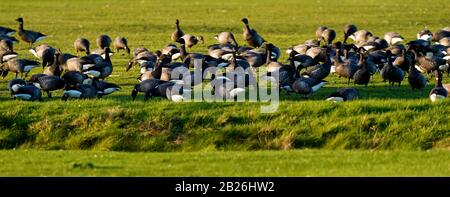 Brent Geese invading buco 6 al Dawlish Warren Golf Club Foto Stock