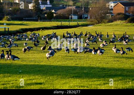 Brent Geese invading buco 6 al Dawlish Warren Golf Club Foto Stock