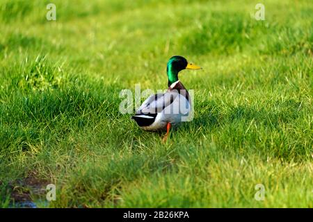 Mallard Duck & drake invadono un bel verde al Dawlish Warren Golf Club Foto Stock