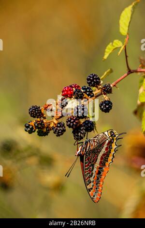 Charaxes jasius su Blackberry (Rubus ) Foto Stock