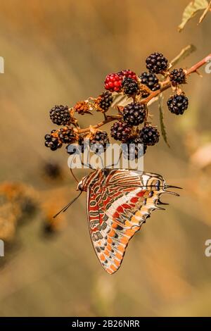 Charaxes jasius su Blackberry (Rubus ) Foto Stock