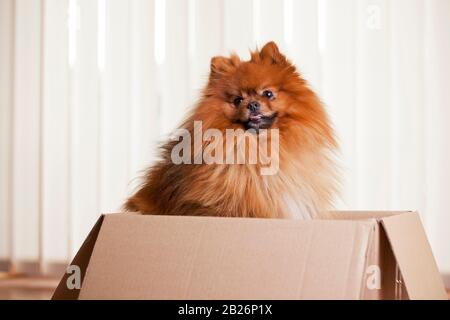 Cane Pomeranian seduto in un cartone in un soggiorno Foto Stock