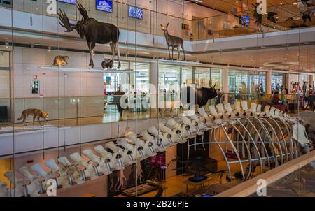 Esposizione di scheletri di dinosauri e di animali preistorici all'interno DELLA MUSA, il Museo della Scienza di Trento nel nord Italia, in Europa. Scienza Interattiva Foto Stock