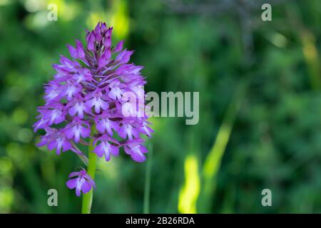 Orchide Foto Stock