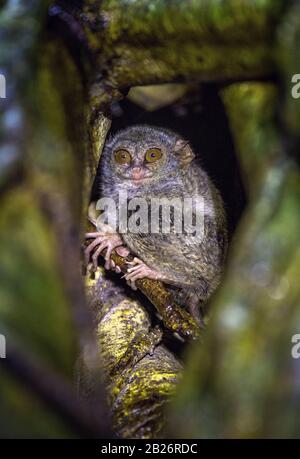 Il tarsier spettrale sull'albero. Nome scientifico: Tarsius spectrum, chiamato anche Tarsius tarsier. Habitat naturale. Isola di Sulawesi. Indonesia Foto Stock