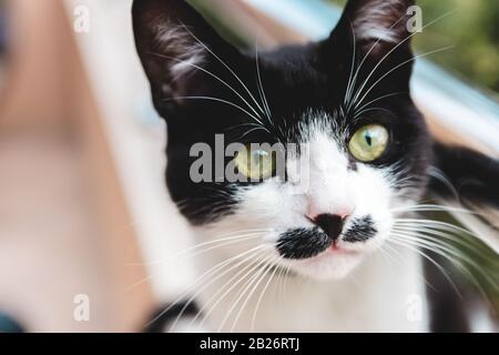 colpo di testa di gatto bianco e nero con occhi verdi che stellano in lontananza Foto Stock