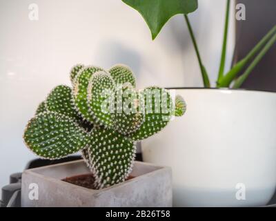 Piccole microdasie opuntia, note anche come cactus bunny Ears, con molteplici nuovi elettrodi interni in una stanza luminosa Foto Stock