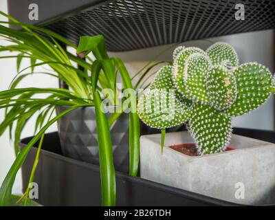 Piccole microdasie opuntia, note anche come cactus bunny Ears, con molteplici nuovi elettrodi interni in una stanza luminosa Foto Stock