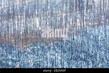 Foresta nazionale di Flathead alberi dopo un incendio boschivo vicino alla diga Hungry Horse Dam, inverno nel Montana, Stati Uniti Foto Stock