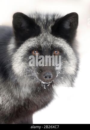 Volpe d'argento (Vulpes vulpes) ritratto che è una forma melanistica della volpe rossa nella neve in Montana, USA Foto Stock
