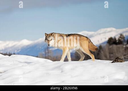 Tundra Wolf (Canis lupus albus) camminando nella neve d'inverno con le montagne sullo sfondo del Montana Foto Stock