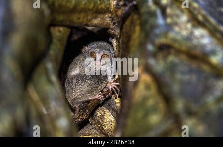 Il tarsier spettrale sull'albero. Nome scientifico: Tarsius spectrum, chiamato anche Tarsius tarsier. Habitat naturale. Isola di Sulawesi. Indonesia Foto Stock