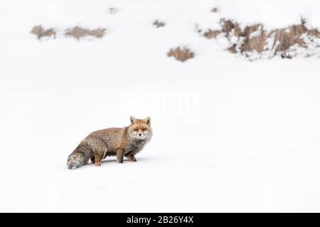 Un predatore meraviglioso, la volpe rossa sulla neve (Vulpes vulpes) Foto Stock