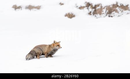 Un predatore meraviglioso, la volpe rossa sulla neve (Vulpes vulpes) Foto Stock